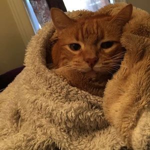 Meet your Posher, Cody